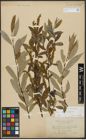 Foto von Salix alba L. x Salix fragilis L.